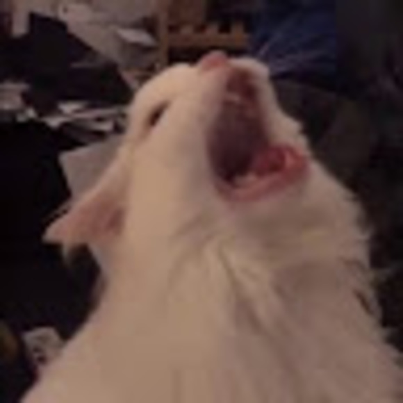 Meet your Posher, Frisk - Picture 1 of 1